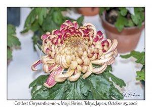 Contest Chrysanthemums