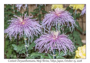 Contest Chrysanthemums