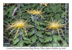 Contest Chrysanthemums