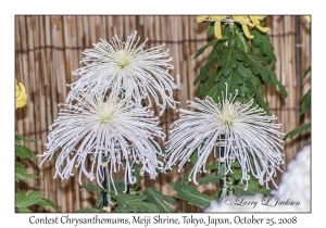 Contest Chrysanthemums