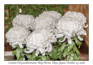 Comtest Chrysanthemums