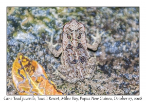 Cane Toad juvenile