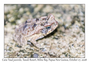 Cane Toad juvenile