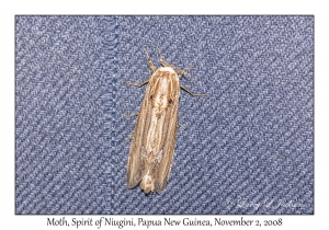 Unknown Moth