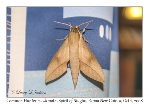 Common Hunter Hawkmoth