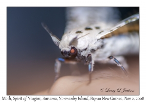 Unknown Moth