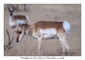 Pronghorns