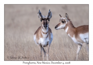 Pronghorns