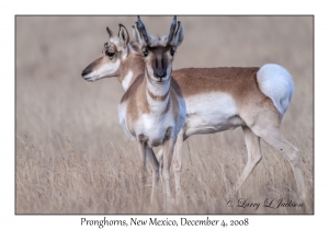 Pronghorns