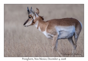 Pronghorn