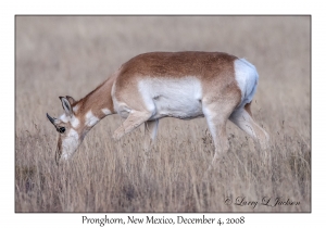 Pronghorn