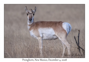 Pronghorn