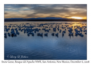 Snow Geese