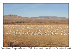 Snow Geese