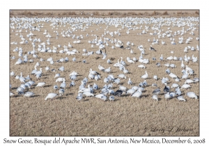 Snow Geese