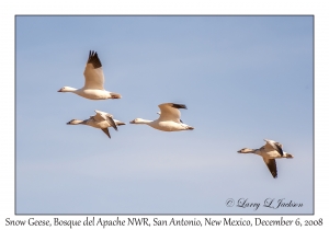 Snow Geese