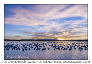 Snow Geese