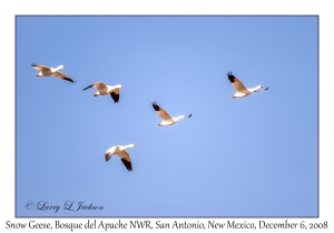 Snow Geese