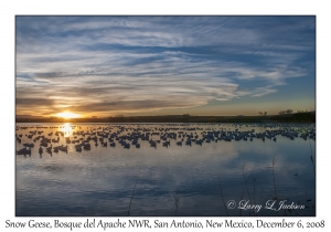 Snow Geese