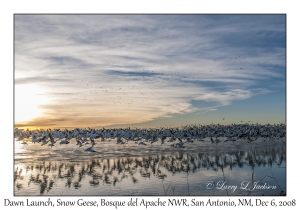 Dawn Flight of the  Snow Geese
