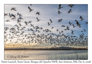 Dawn Flight of the  Snow Geese