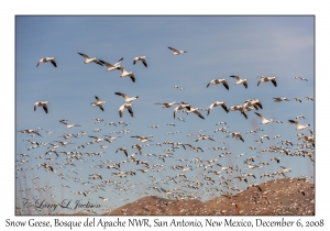 Snow Geese