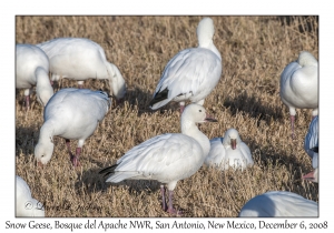 Snow Geese