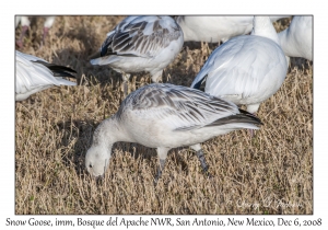 Snow Geese juvenile