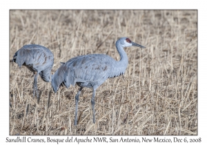 Sandhill Cranes