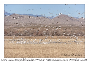 Snow Geese