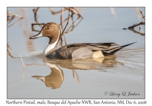 Northern Pintail male