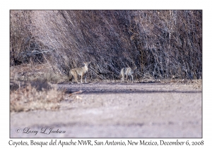 Coyotes