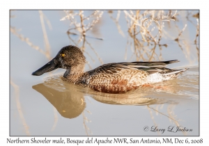 Northern Shoveler