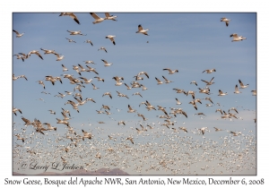 Snow Geese