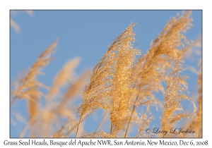 Grass Seed Heads