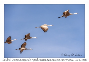 Sandhill Cranes