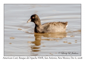 American Coot