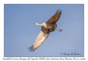 Sandhill Cranes