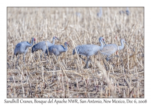 Sandhill Cranes