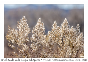 Brush Seed Heads