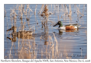 Northern Shovelers