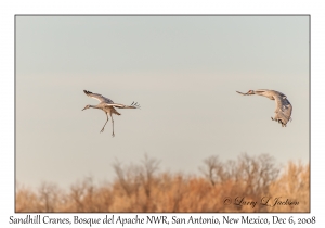 Sandhill Cranes