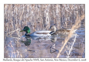 Mallards