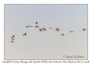 Sandhill Cranes