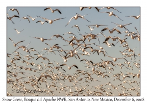 Snow Geese