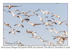 Snow Geese