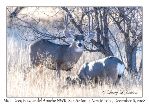 Mule Deer