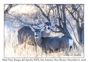 Mule Deer