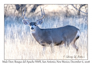 Mule Deer