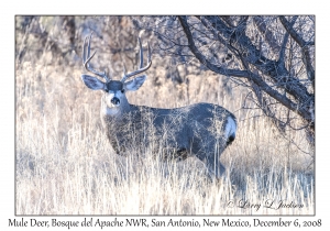 Mule Deer